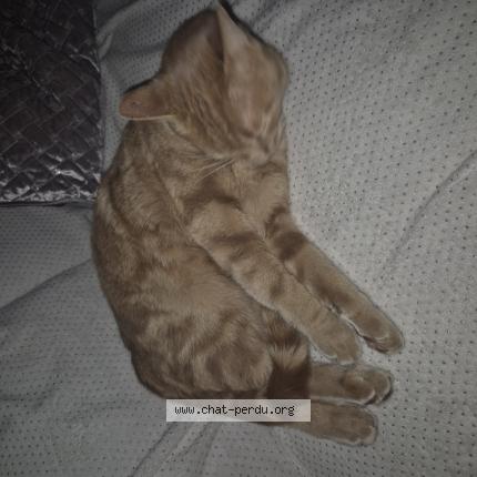 Foto 1/2 Milo Chat perdido en Saint viaud