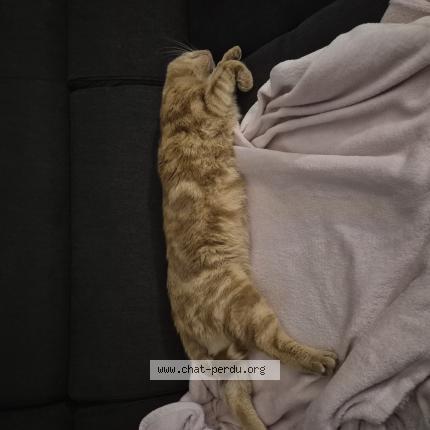 Foto 2/2 Milo Chat perdido en Saint viaud