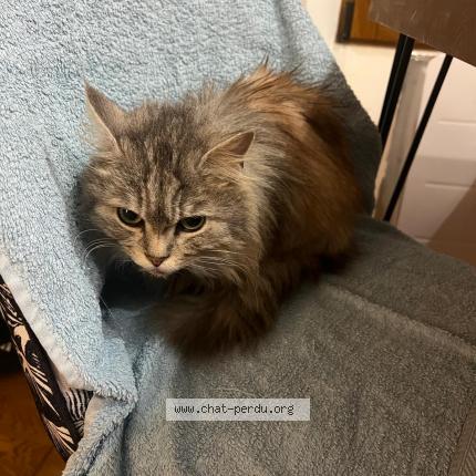 Foto 1/1 Gato encontrado Encontrado en Montmorency