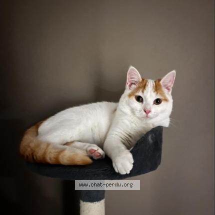 Foto 1/1 Divina Chat perdido en Puy de serre