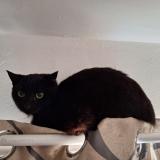 Foto del gato perdido en Istres