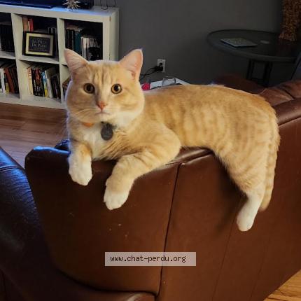 Foto 1/1 OVNI Chat perdido en Trois rivieres