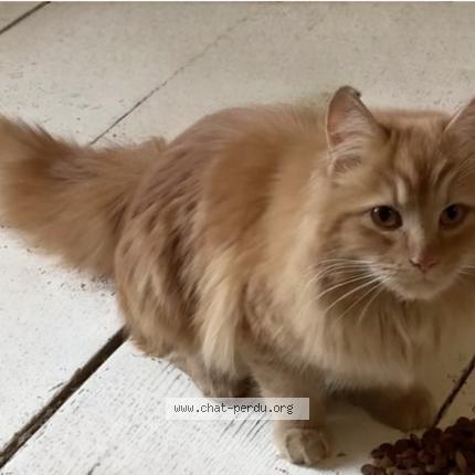 Foto 1/1 Gato encontrado Encontrado en East farnham