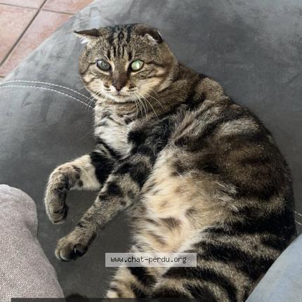 Foto 1/1 Doudou Chat perdido en Busque