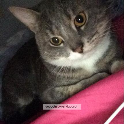 Foto 1/1 HARRY Chat perdido en Corbeil essonnes