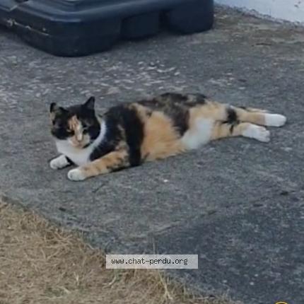 Foto 1/1 DESPEE Chat perdido en Gradignan