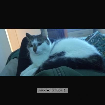 Foto 1/1 Lilas Chat perdido en Falaise