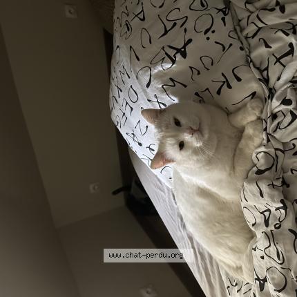 Foto 1/1 Hobi Chat perdido en Rouen