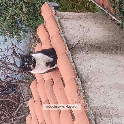 Foto 1/1 Gato encontrado Encontrado en Marseille