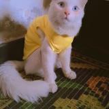 Foto del gato perdido en Shahdara Lahore