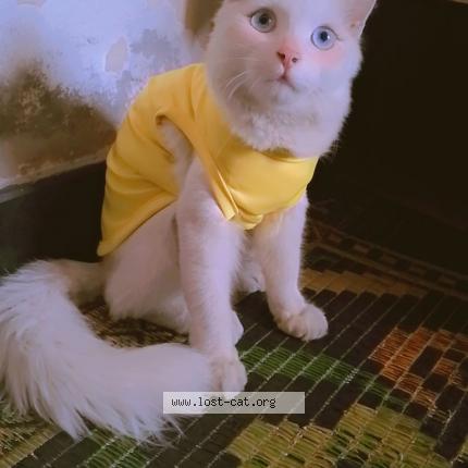 Foto 1/1 Sheru Chat perdido en Shahdara lahore