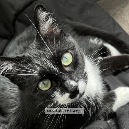 Foto 1/1 Libo Chat perdido en Calais