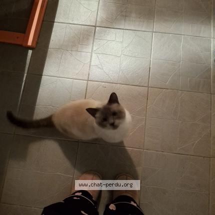 Foto 1/1 Gato encontrado Encontrado en Schaerbeek