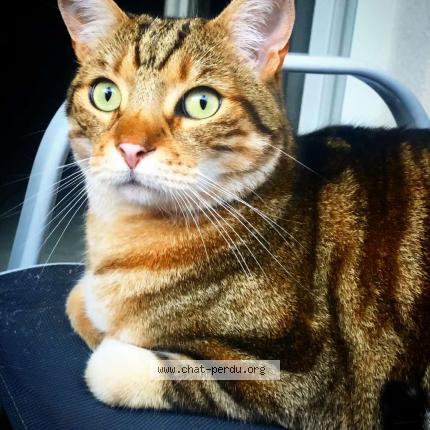 Foto 1/1 Chabin Chat perdido en Meyzieu
