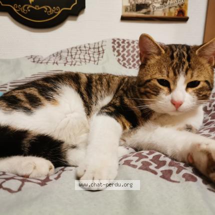 Foto 1/1 Gato encontrado Encontrado en Passy grigny