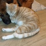 Foto del gato perdido en Les Damps