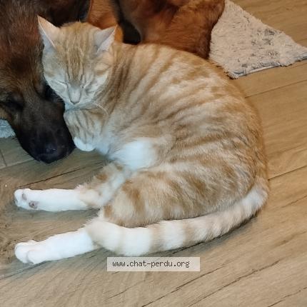 Foto 1/1 Guizmo Chat perdido en Les damps