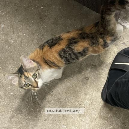 Foto 1/1 Lily Chat perdido en Saint froult