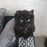 Foto del gato perdido en Nantes