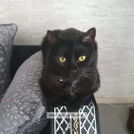 Foto 1/1 Louna Chat perdido en Nantes