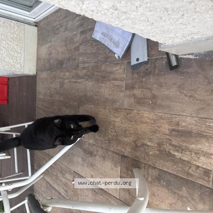 Foto 1/1 Milo Chat perdido en La motte servolex 73290