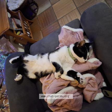 Foto 1/1 Voyou Chat perdido en Bruges