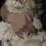 Foto de gato encontrado en Multan