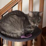 Foto del gato perdido en Herbignac