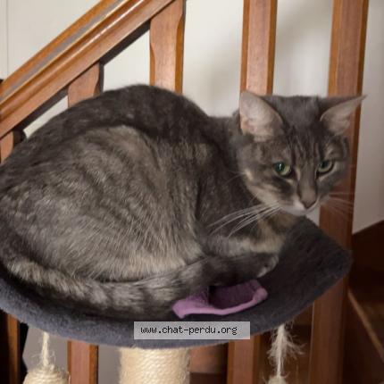 Foto 1/1 isis Chat perdido en Herbignac