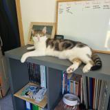 Foto del gato perdido en Saint Martin Le Beau