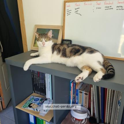 Foto 1/1 Gato encontrado Perdido en Saint martin le beau