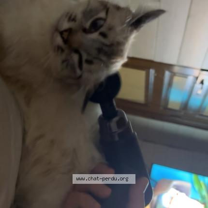 Foto 1/1 Kinder Chat perdido en Cohade