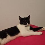 Foto del gato perdido en Toulouse