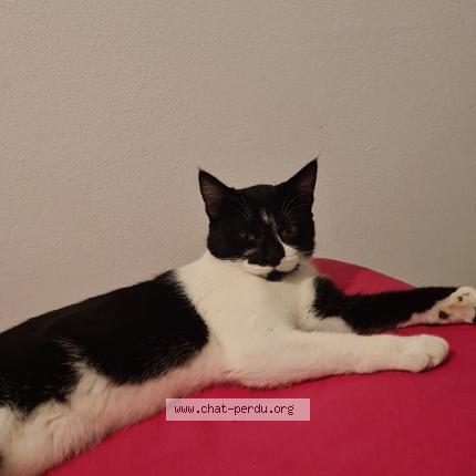 Foto 1/1 Pistache Chat perdido en Toulouse