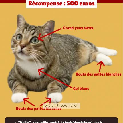 Foto 1/1 Nollie Chat perdido en Lyon 7