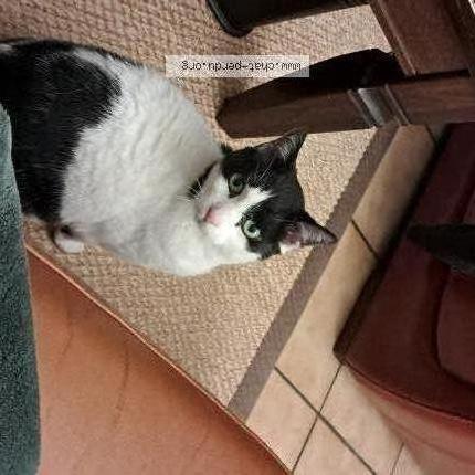 Foto 1/1 Pomponette Chat perdido en Carcassonne