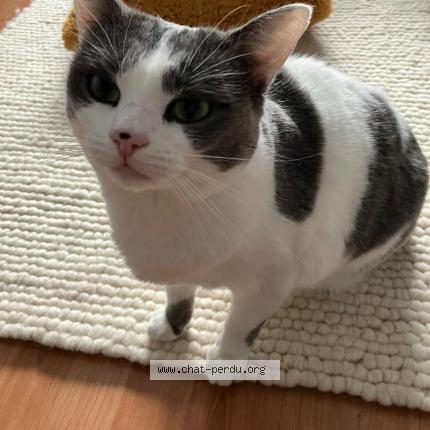 Foto 1/1 Maisy Chat perdido en Strasbourg