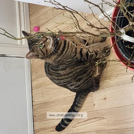 Foto 1/1 Kawaye Chat perdido en Montreal nord