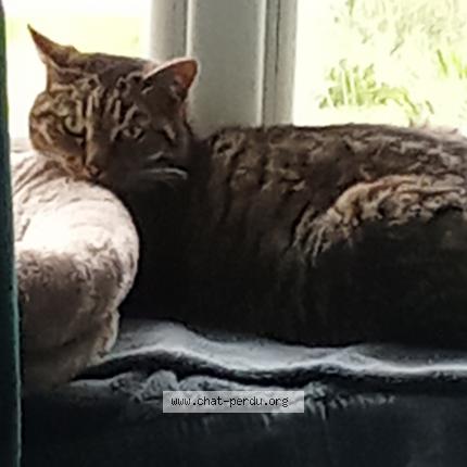 Foto 1/1 Samba Chat perdido en Ucel