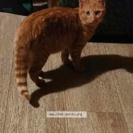 Foto 1/1 Nestor Chat perdido en La roche sur foron