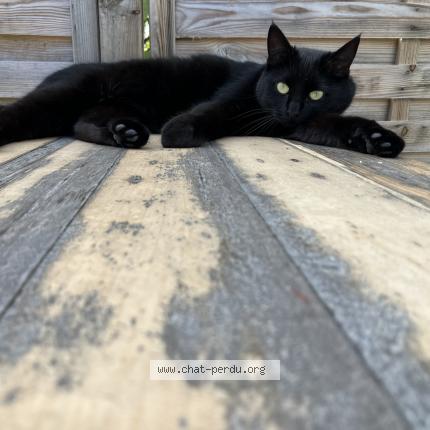 Foto 1/1 Sid Chat perdido en Vertou