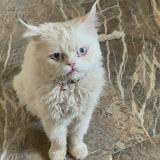 Foto del gato perdido en Coimbatore