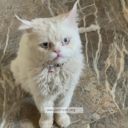 Foto 1/1 Snowbell Chat perdido en Coimbatore