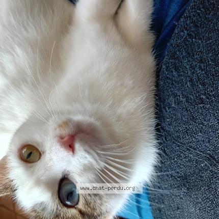 Foto 1/1 Minette Chat perdido en Pouzauges