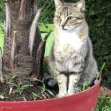 Foto del gato perdido en Meximieux 01800