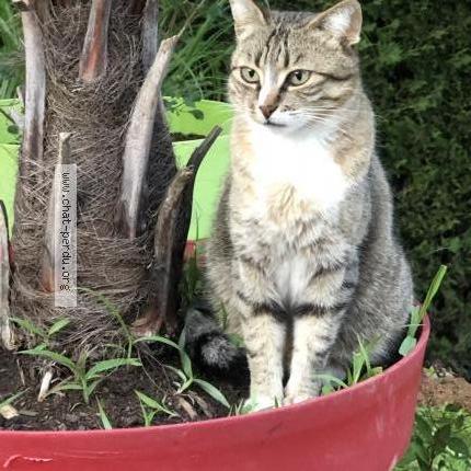 Foto 1/1 Nina Chat perdido en Meximieux 01800