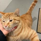 Foto del gato perdido en Nantes