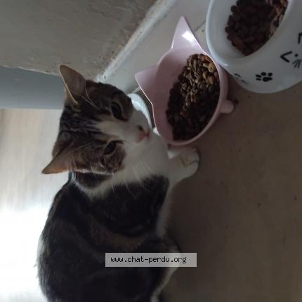 Foto 1/1 Titou Chat perdido en Pont ste maxence