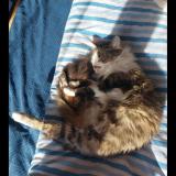 Foto del gato perdido en Saint Sulpice De Royan