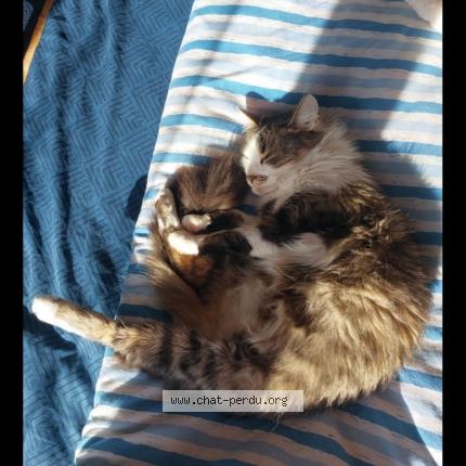 Foto 1/1 Princesse Chat perdido en Saint sulpice de royan